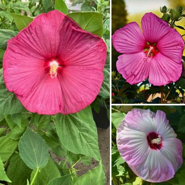 Jättihibiskus Mix (siemenet)