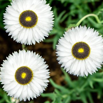 Rhodanthe chlorocephala subsp. rosea Pierrot (siemenet)
