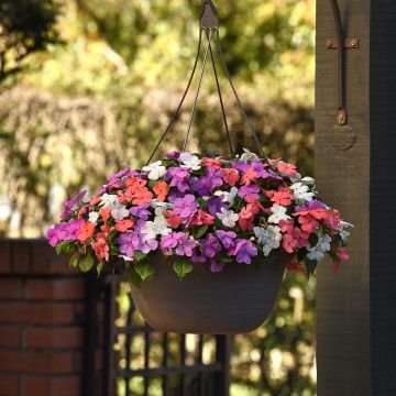 Ahkeraliisa Pearl Island Mix (siemenet)