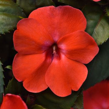 Ahkeraliisa Orange Burst (siemenet)