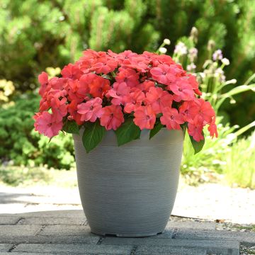 Ahkeraliisa Salmon Punch (siemenet)