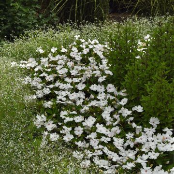Ahkeraliisa White Pearl (siemenet)