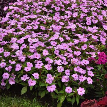 Ahkeraliisa XL Lilac Spark (siemenet)