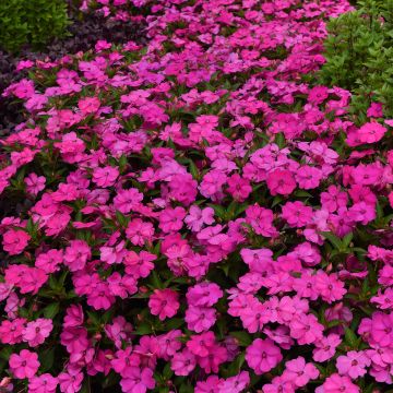 Ahkeraliisa XL Pink Jewel (siemenet)