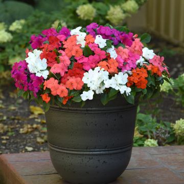 Ahkeraliisa Beacon Mix (siemenet)