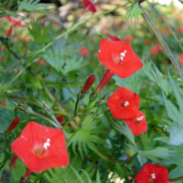 Elämänlanga Cardinal Climber (siemenet)