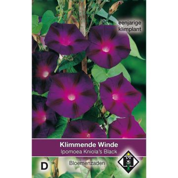 Aitoelämänlanka Kniola's Black (siemenet)