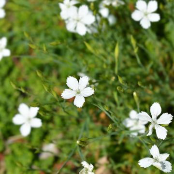 Ketoneilikka Albus (siemenet)