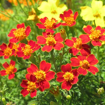 Kääpiösamettikukka Paprika (siemenet)