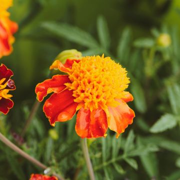 Ryhmäsamettikukka Orange Flame (siemenet)