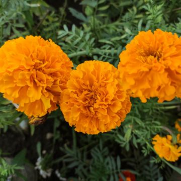 Ryhmäsamettikukka Tangerine (siemenet)