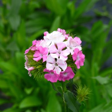 Harjaneilikka Flora Pearl Appleblossom (siemenet)