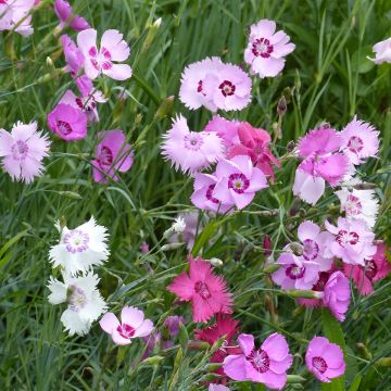 Sulkaneilikka Ipswich Pinks Mixed (siemenet)
