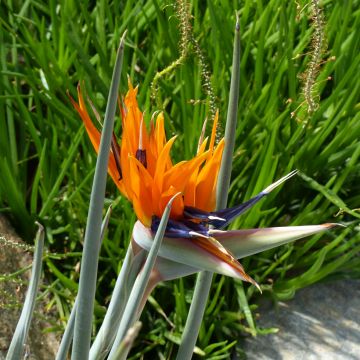 Helokolibrikukka (siemenet) - Strelitzia reginae