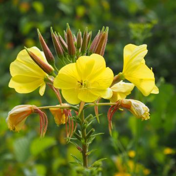 Iltahelokki (siemenet) - Oenothera biennis