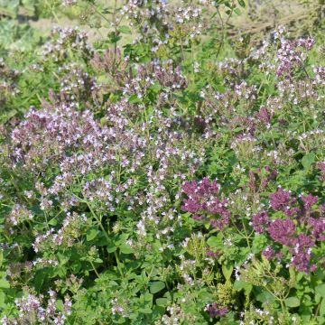 Mäkimeirami (siemenet) - Origanum vulgare