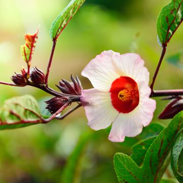 Teehibiskus (siemenet) - Hibiscus sabdariffa