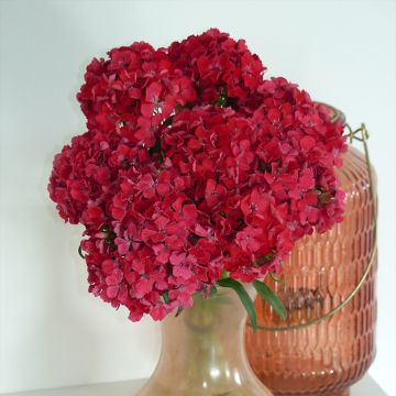 Harjaneilikka Flora Pearl Terracotta (siemenet)