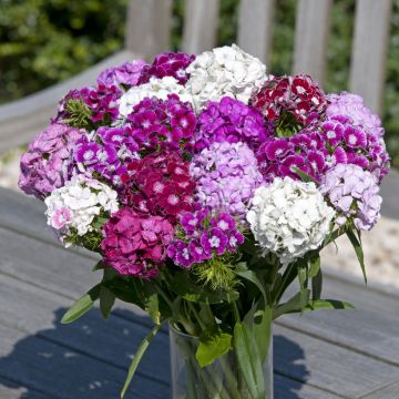 Harjaneilikka Hollandia Formula Mix (siemenet)