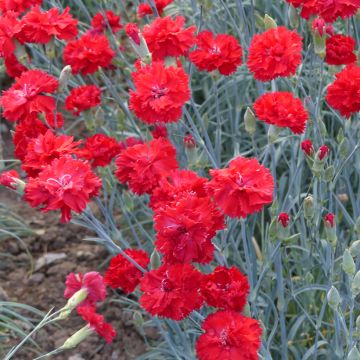 Tarhaneilikka Triumph Scarlet (siemenet)