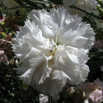 Tarhaneilikka Triumph White (siemenet)