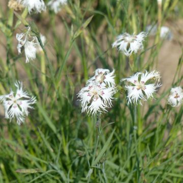 Hietaneilikka (siemenet) - Dianthus arenarius