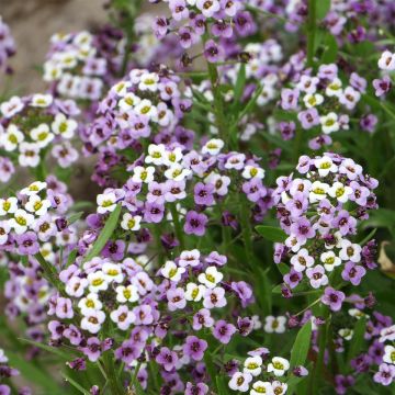 Tuoksupielus Royal Carpet (siemenet)
