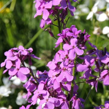 Illakko (siemenet) - Hesperis matronalis