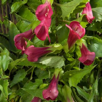 Vaula Red Dragon (siemenet)