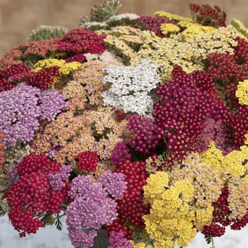 Siankärsämö Flowerburst Fruitbowl (siemenet)