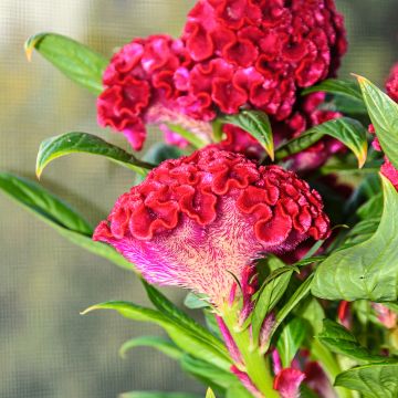 Kukonharja Red Velvet (siemenet)