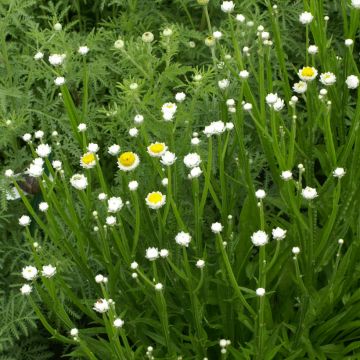 Läisyydenkukka Grandiflorum (siemenet)