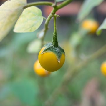 Munakoiso Thai Yellow Egg (siemenet)