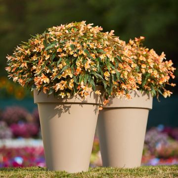 Riippubegonia Copacabana F1 Tricolour (päällystetyt siemenet)