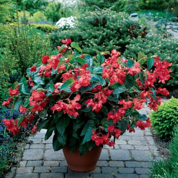 Kesäbegonia Dragon Wing (siemenet)