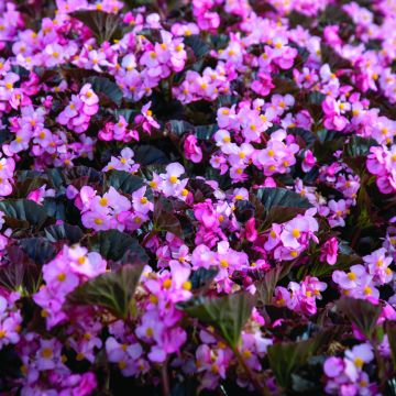 Kesäbegonia Stonehedge Light Pink Bronze Leaf (siemenet)
