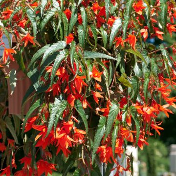 Riippubegonia (siemenet) - Begonia boliviensis
