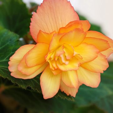 Mukulabegonia Apricot Shades Improved F1 (siemenet)