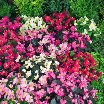 Kesäbegonia Organdy F1 Mix (siemenet)