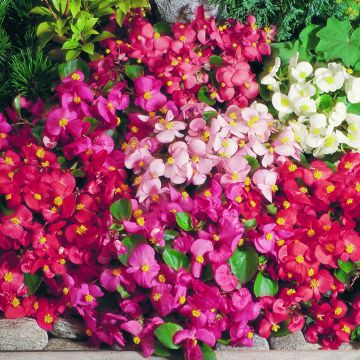 Kesäbegonia Super Olympia Mix (siemenet)