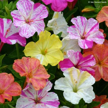 Mökinihmekukka (siemenet) - Mirabilis jalapa