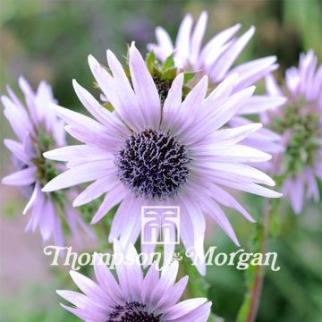 Berkheya purpurea (siemenet)