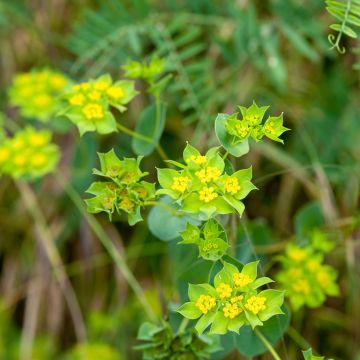 Pyöröjänönputki Green Gold (siemenet)