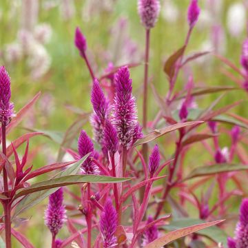 Helokukonharja Flamingo Purple (siemenet)