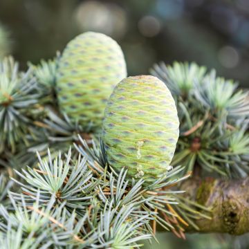 Atlassetri (siemenet) - Cedrus atlantica