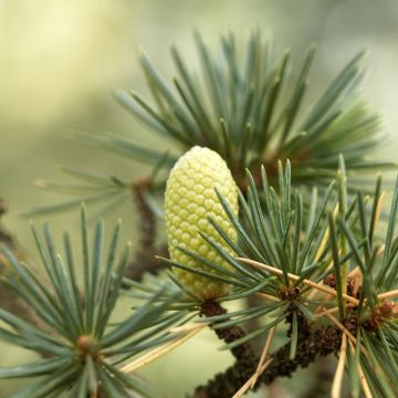 Libanoninseetri (siemenet) - Cedrus libani