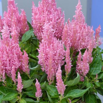 Tähkäkukonheltta Flamma Pink (siemenet)