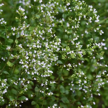 Kivikkokäenminttu (siemenet) - Calamintha nepeta
