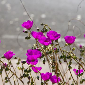 Calandrinia Ruby Tuesday (siemenet)