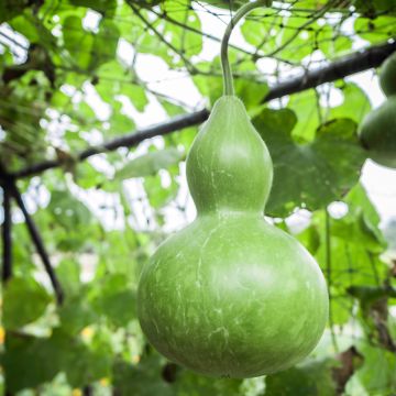 Pullokurpitsa (siemenet) - Cucurbita siceraria